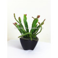 Decorative Mini Artificial Cactus Plants of ceramic pot with happy price